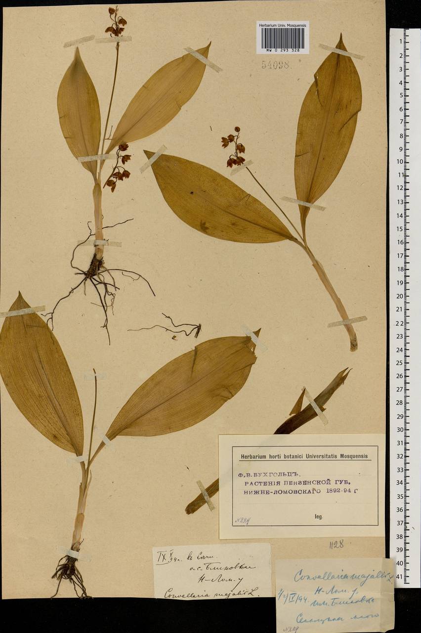 Convallaria majalis L., Eastern Europe, Middle Volga region (E8) (Russia)