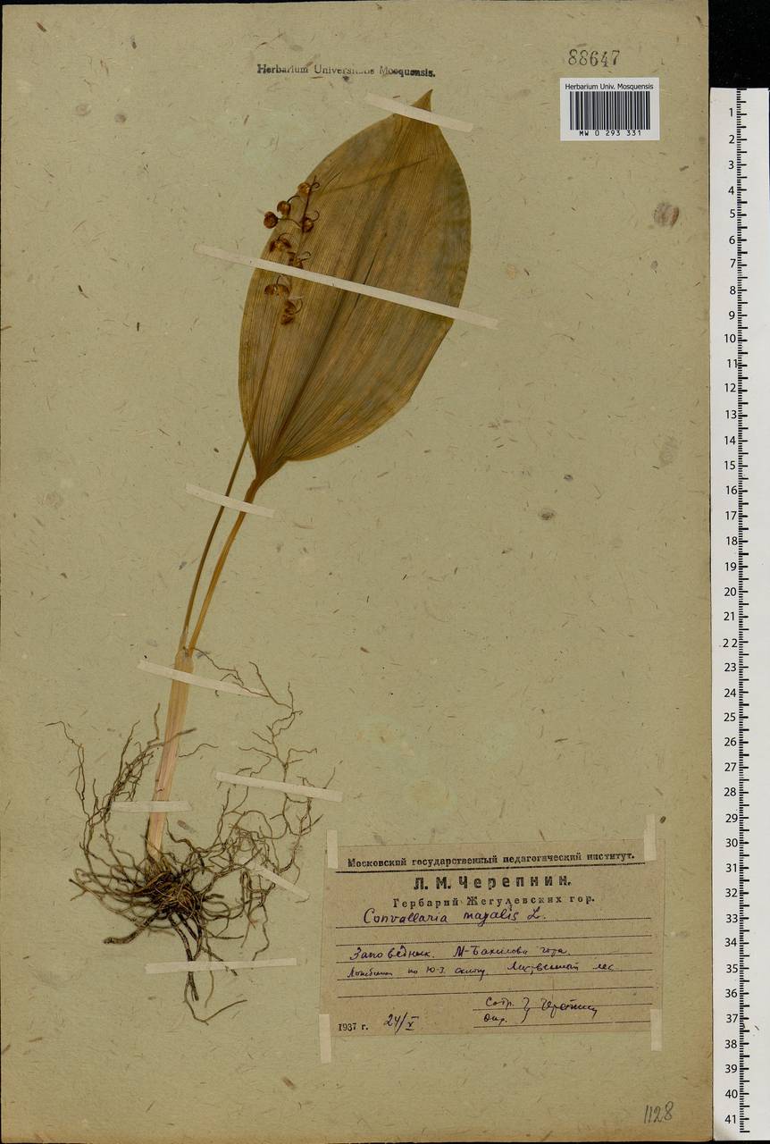 Convallaria majalis L., Eastern Europe, Middle Volga region (E8) (Russia)