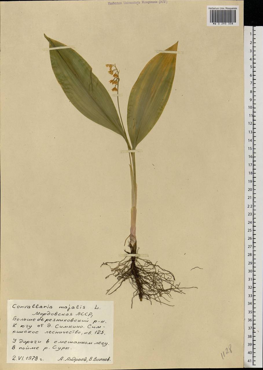 Convallaria majalis L., Eastern Europe, Middle Volga region (E8) (Russia)