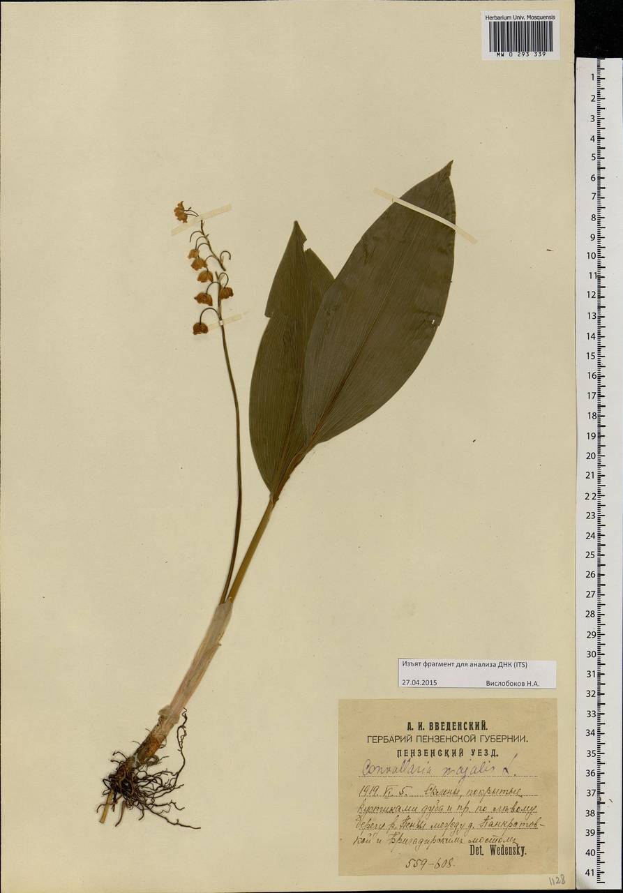 Convallaria majalis L., Eastern Europe, Middle Volga region (E8) (Russia)