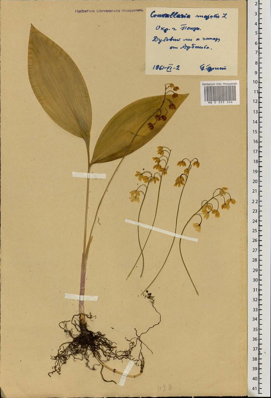 Convallaria majalis L., Eastern Europe, Middle Volga region (E8) (Russia)