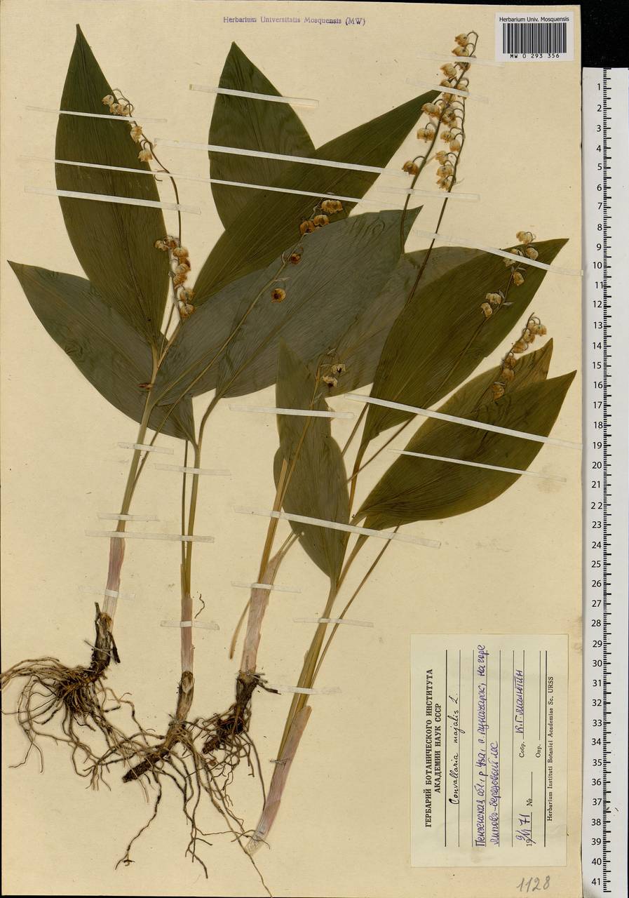 Convallaria majalis L., Eastern Europe, Middle Volga region (E8) (Russia)