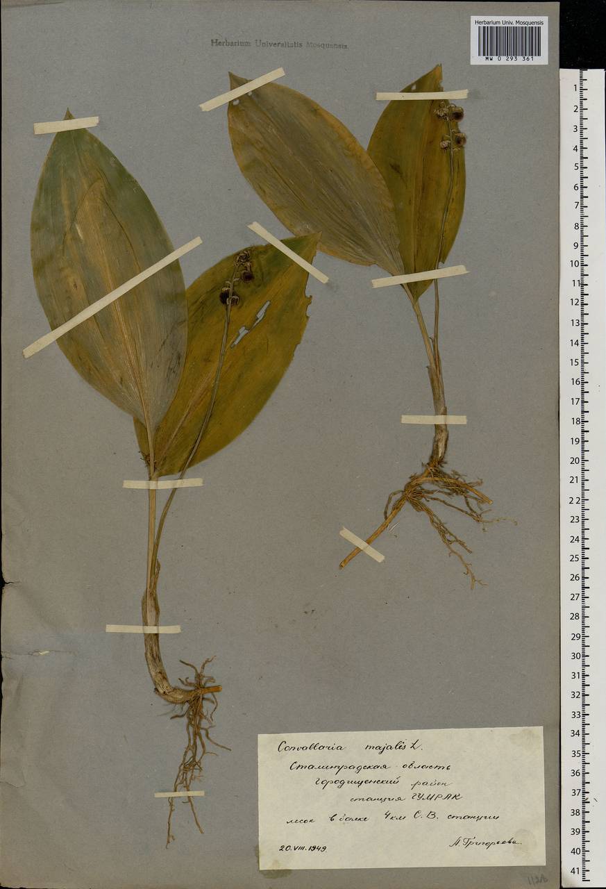 Convallaria majalis L., Eastern Europe, Lower Volga region (E9) (Russia)