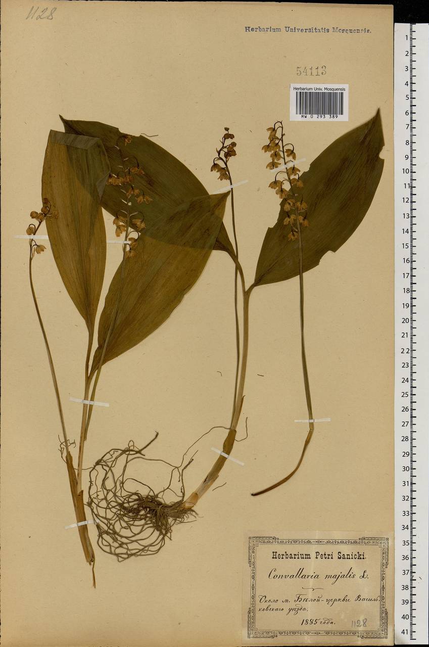Convallaria majalis L., Eastern Europe, North Ukrainian region (E11) (Ukraine)