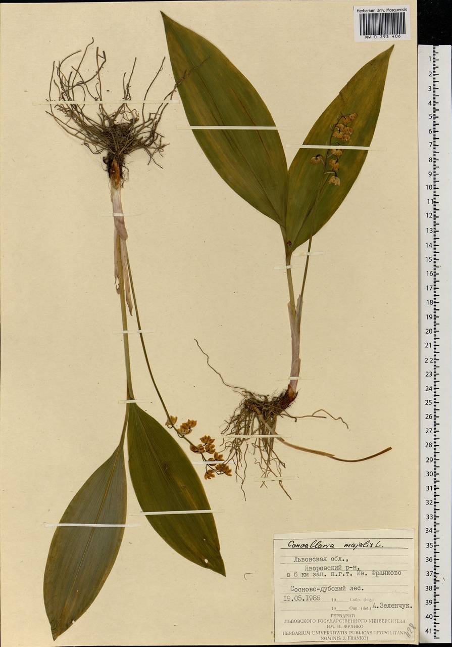 Convallaria majalis L., Eastern Europe, West Ukrainian region (E13) (Ukraine)