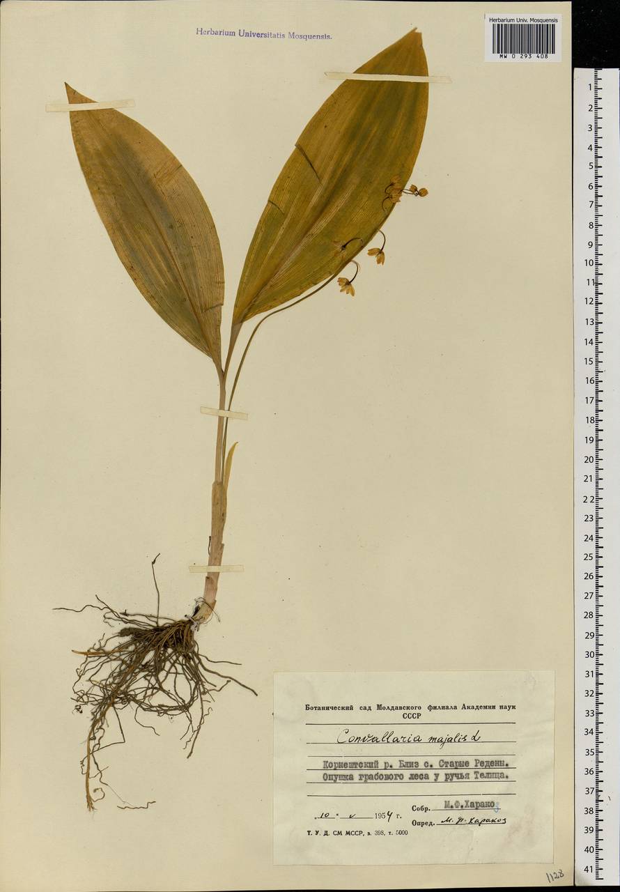 Convallaria majalis L., Eastern Europe, Moldova (E13a) (Moldova)