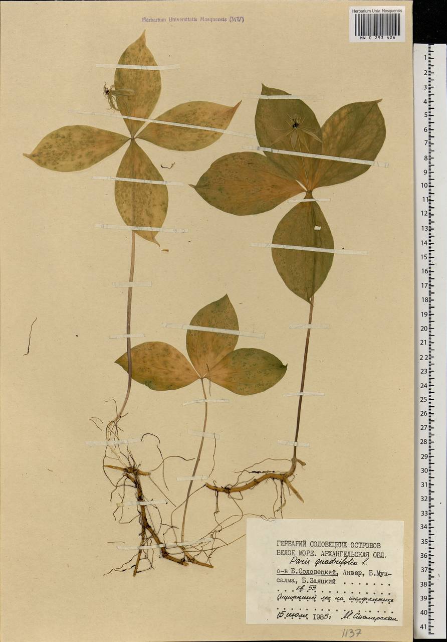 Paris quadrifolia L., Eastern Europe, Northern region (E1) (Russia)