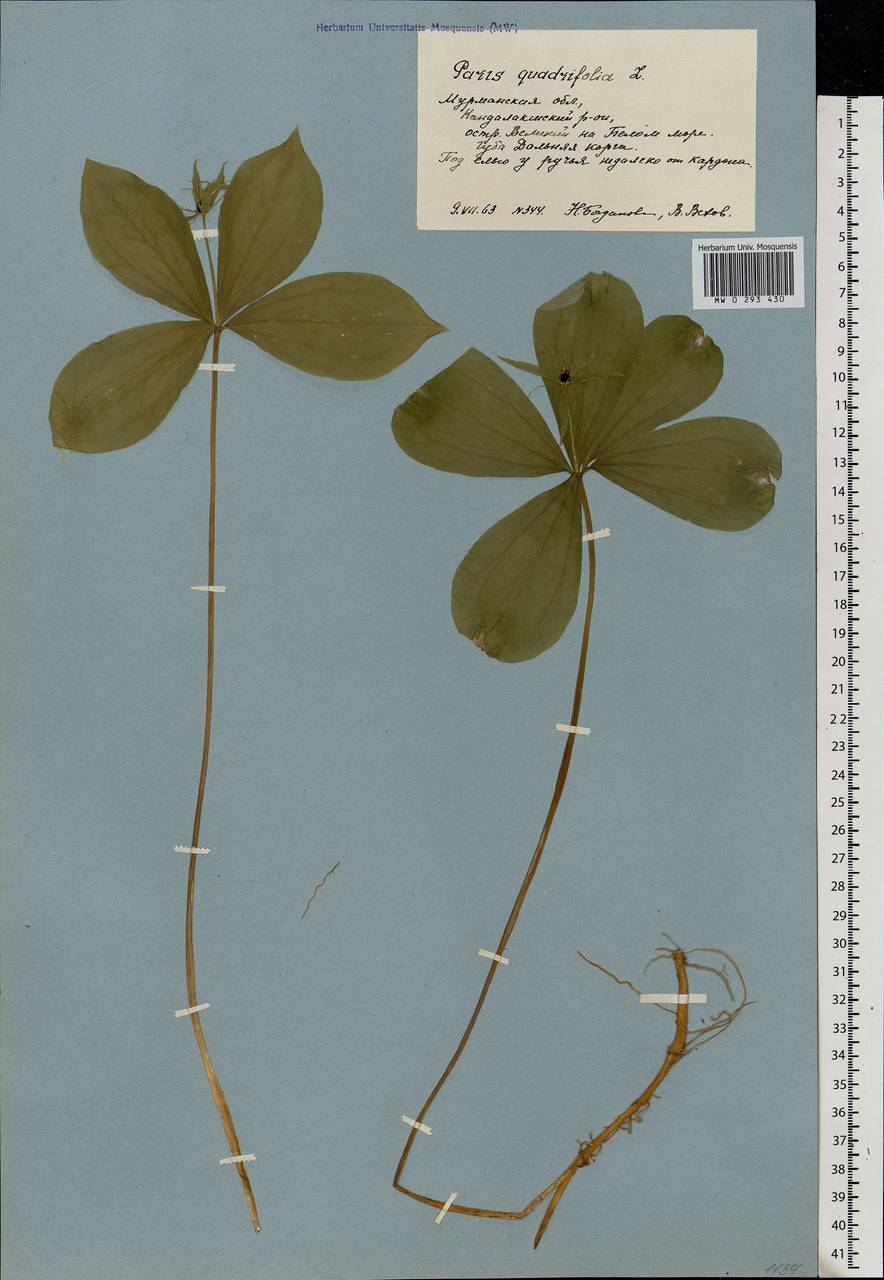 Paris quadrifolia L., Eastern Europe, Northern region (E1) (Russia)