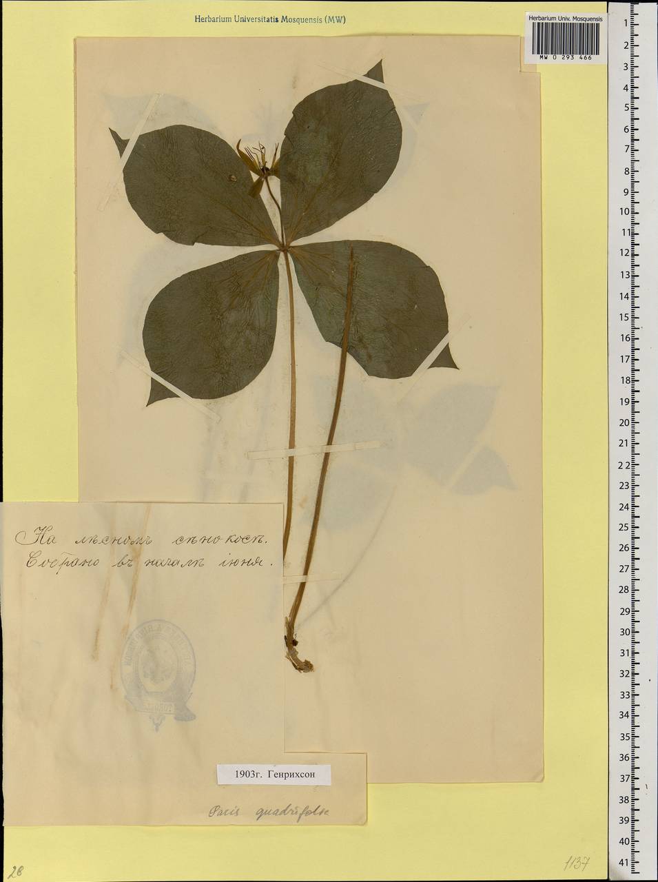 Paris quadrifolia L., Eastern Europe, Estonia (E2c) (Estonia)