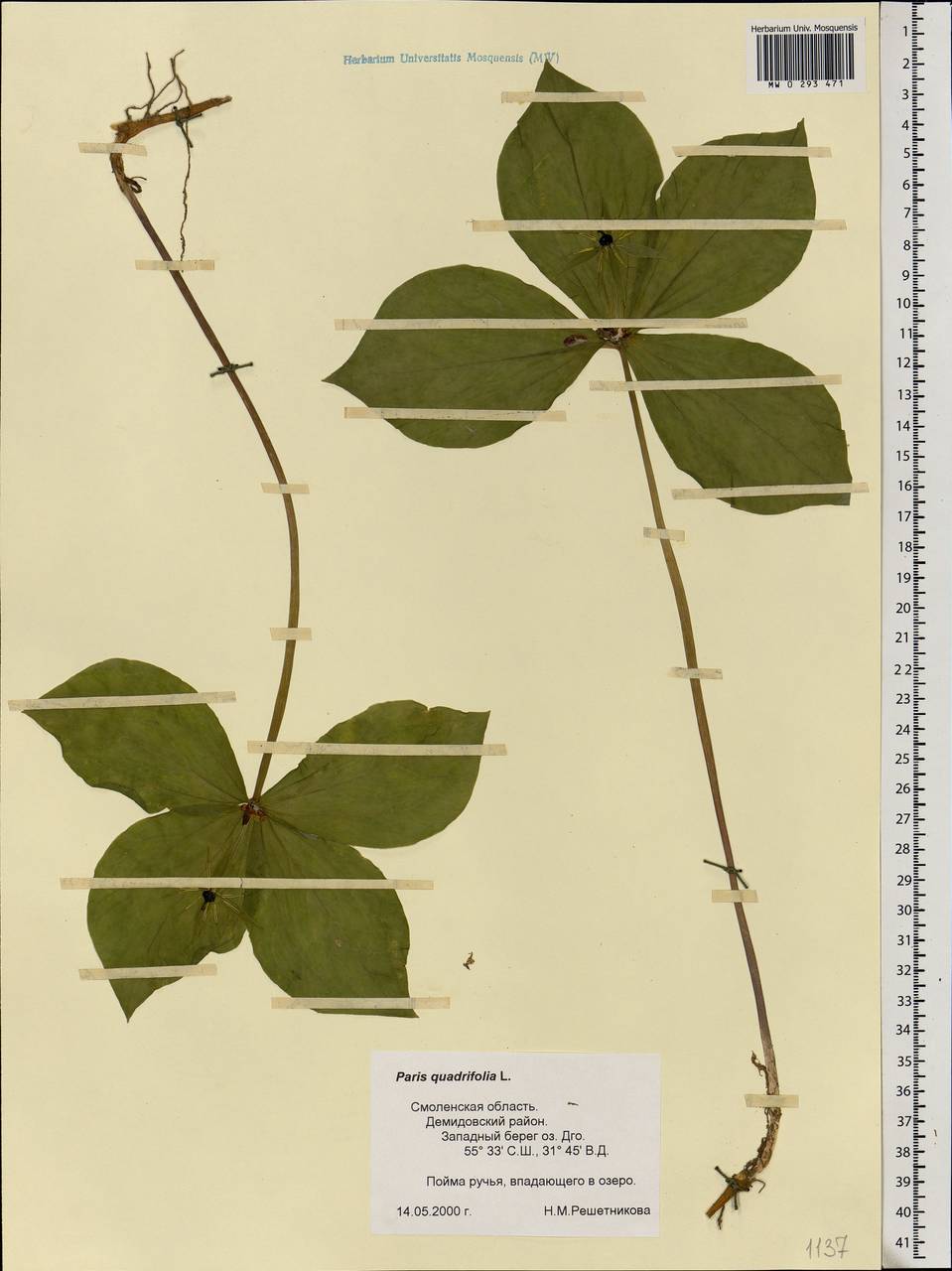 Paris quadrifolia L., Eastern Europe, Western region (E3) (Russia)