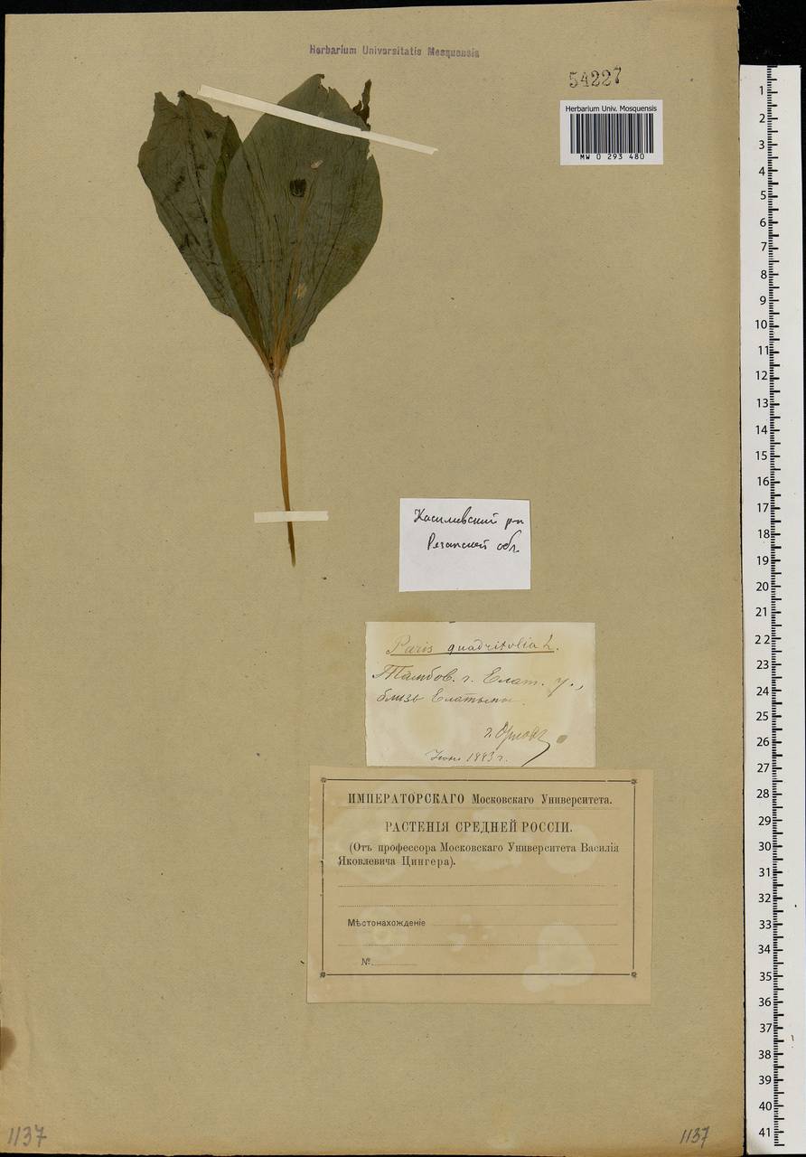 Paris quadrifolia L., Eastern Europe, Central region (E4) (Russia)