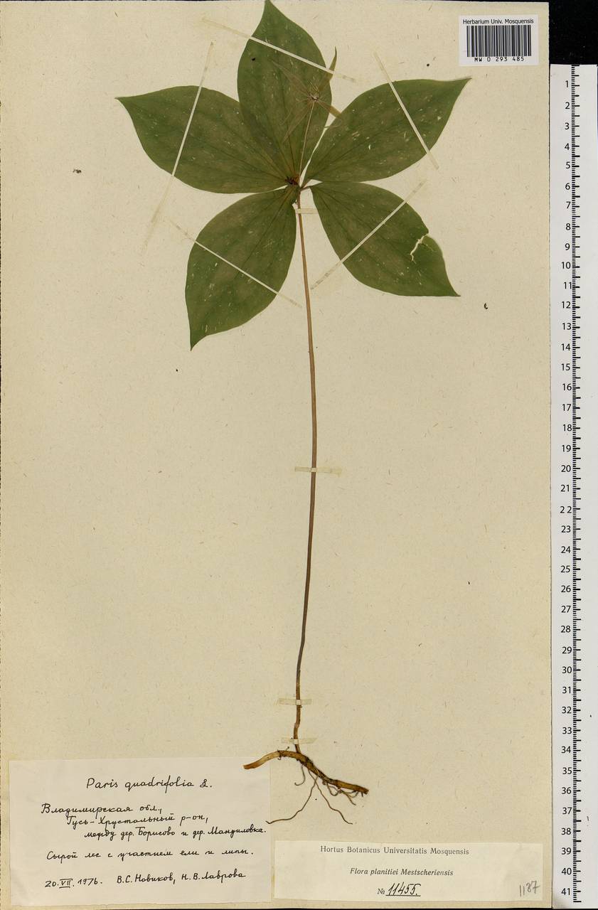 Paris quadrifolia L., Eastern Europe, Central region (E4) (Russia)