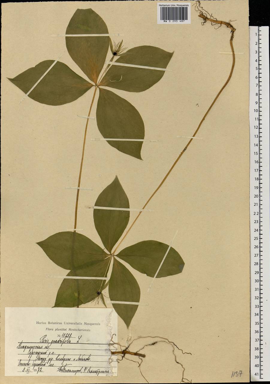 Paris quadrifolia L., Eastern Europe, Central region (E4) (Russia)