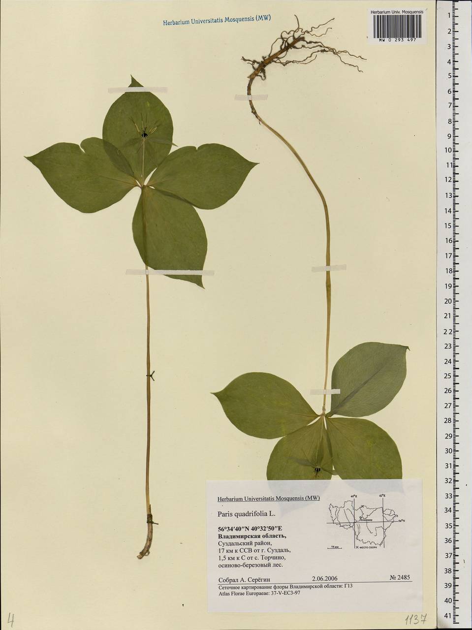Paris quadrifolia L., Eastern Europe, Central region (E4) (Russia)
