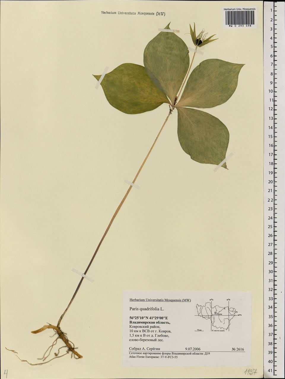 Paris quadrifolia L., Eastern Europe, Central region (E4) (Russia)