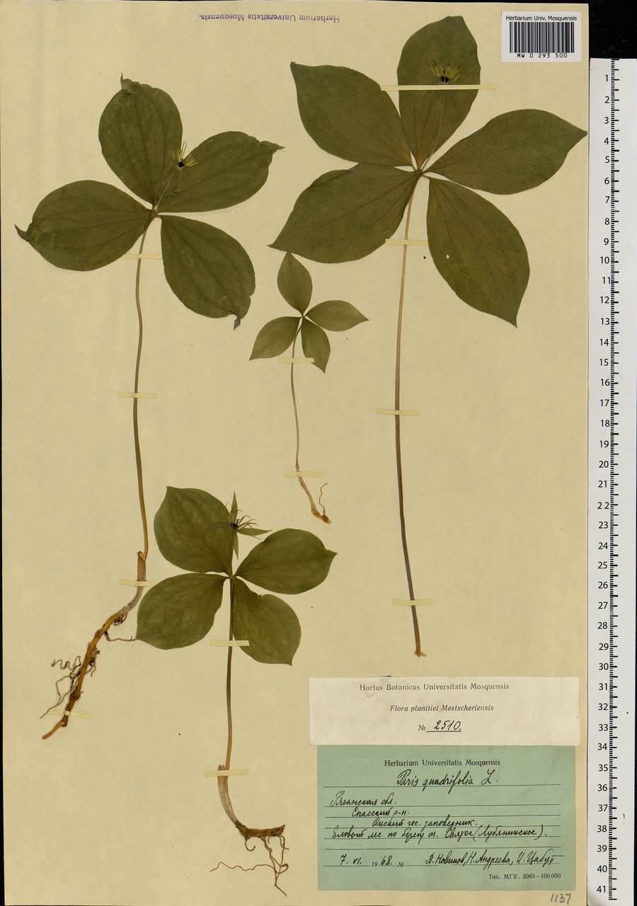 Paris quadrifolia L., Eastern Europe, Central region (E4) (Russia)