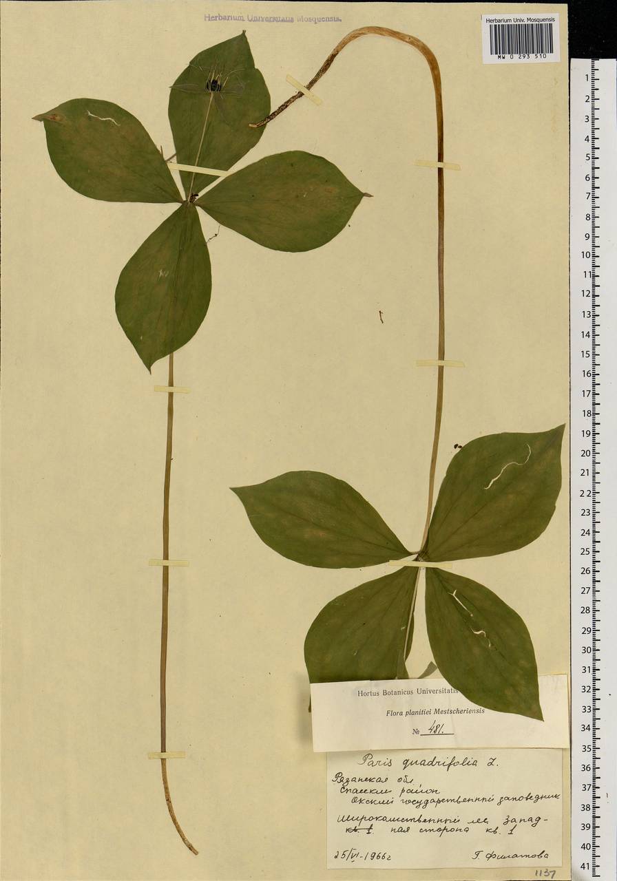 Paris quadrifolia L., Eastern Europe, Central region (E4) (Russia)