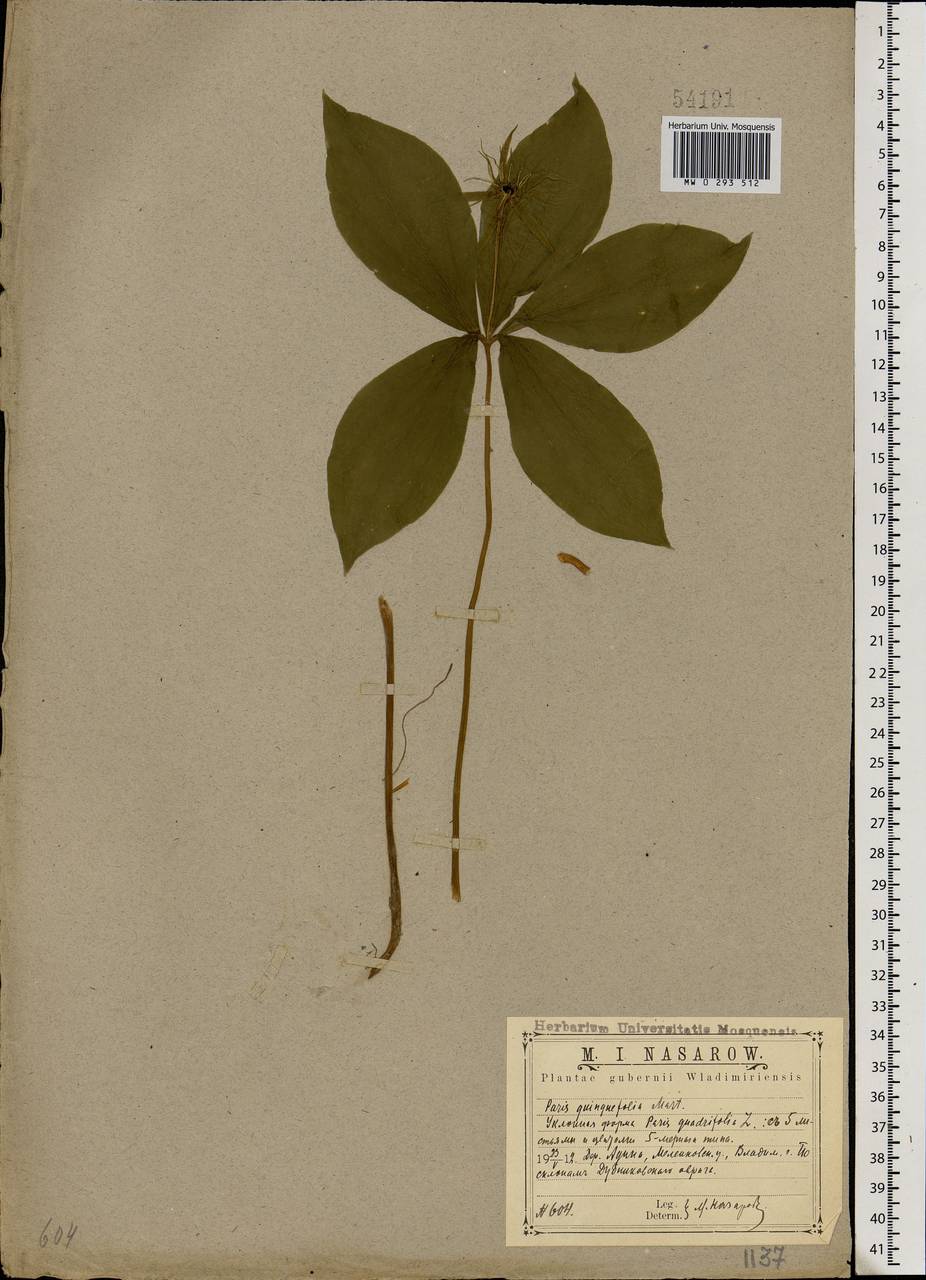 Paris quadrifolia L., Eastern Europe, Central region (E4) (Russia)