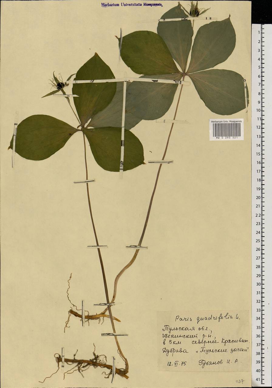 Paris quadrifolia L., Eastern Europe, Central region (E4) (Russia)