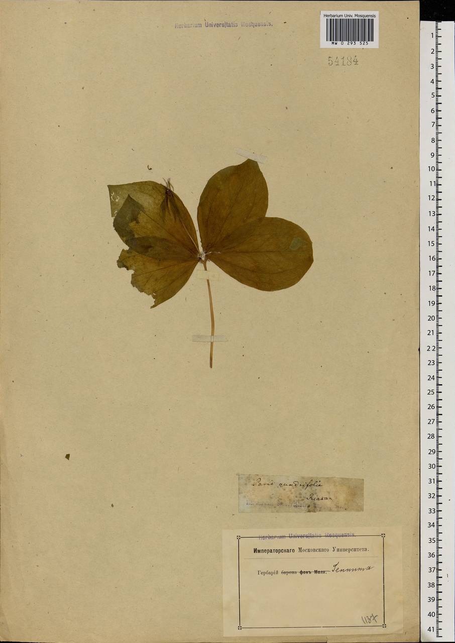 Paris quadrifolia L., Eastern Europe, Central region (E4) (Russia)