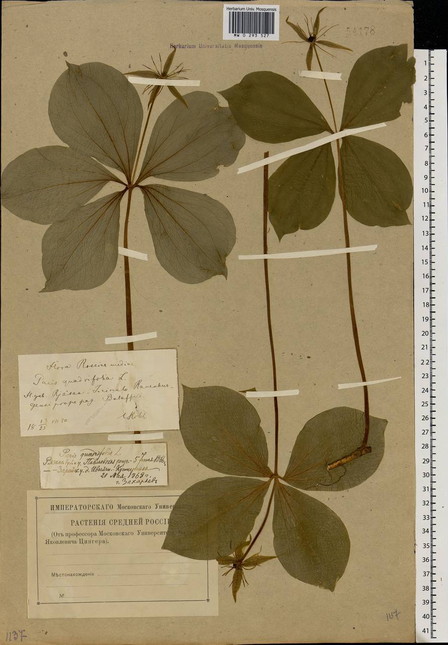 Paris quadrifolia L., Eastern Europe, Central forest-and-steppe region (E6) (Russia)