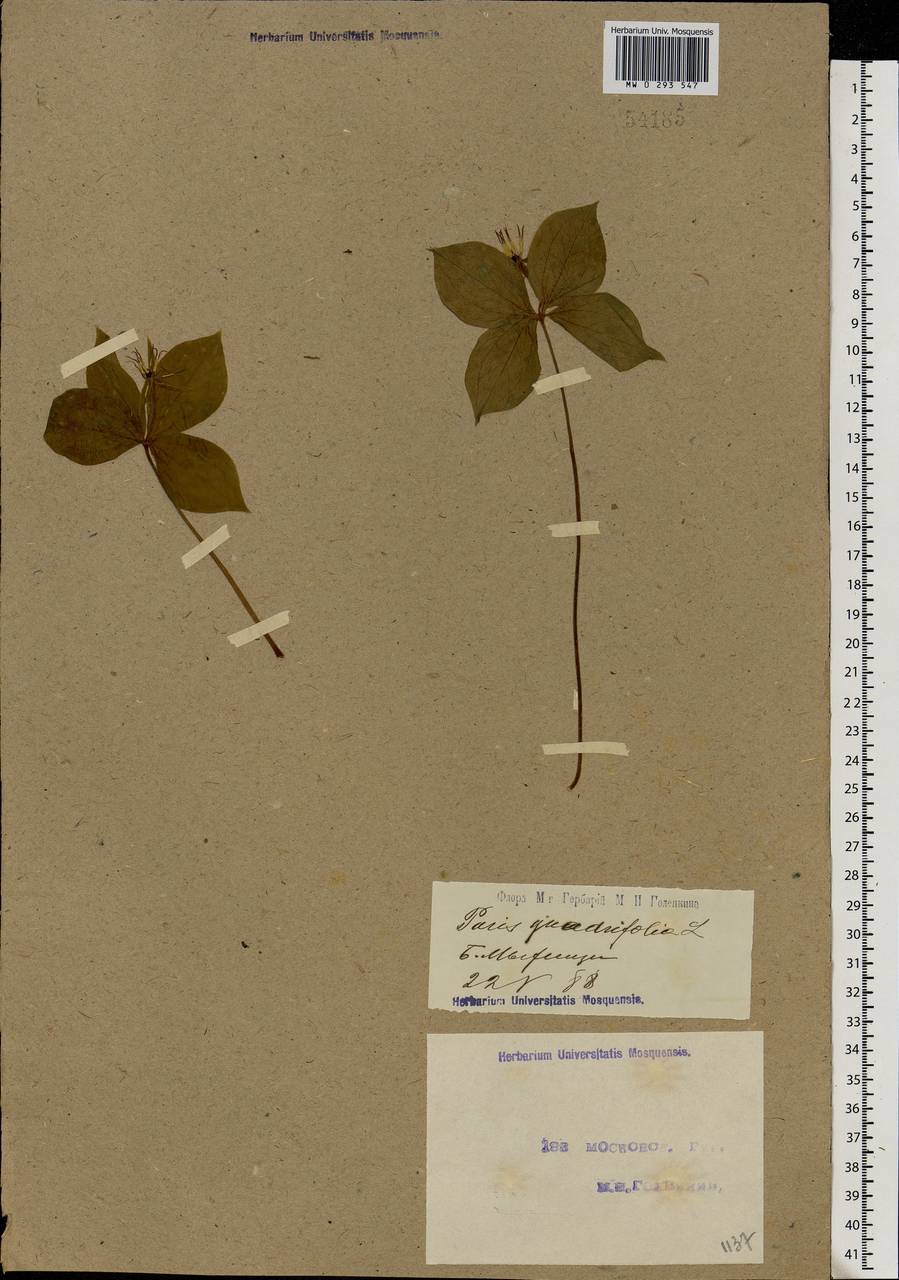 Paris quadrifolia L., Eastern Europe, Moscow region (E4a) (Russia)