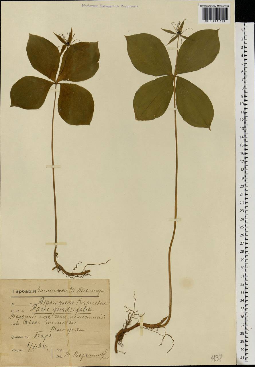 Paris quadrifolia L., Eastern Europe, Moscow region (E4a) (Russia)