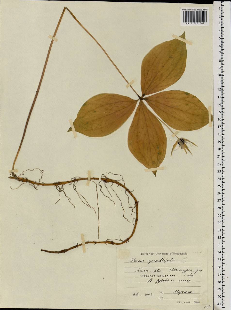 Paris quadrifolia L., Eastern Europe, Moscow region (E4a) (Russia)