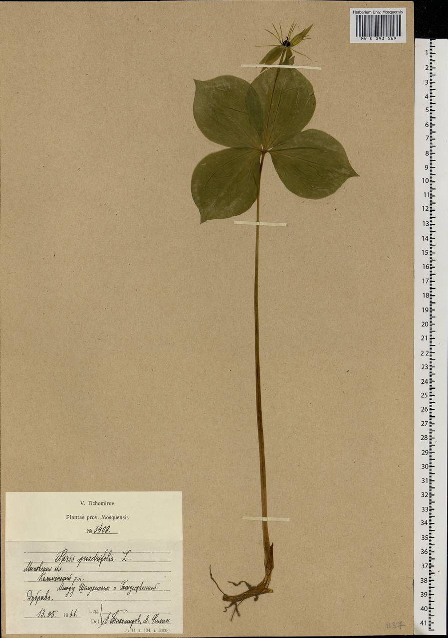 Paris quadrifolia L., Eastern Europe, Moscow region (E4a) (Russia)