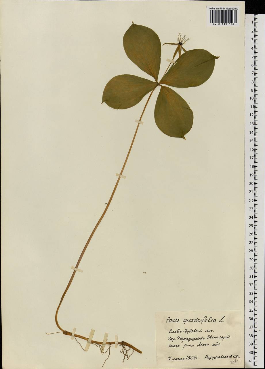 Paris quadrifolia L., Eastern Europe, Moscow region (E4a) (Russia)