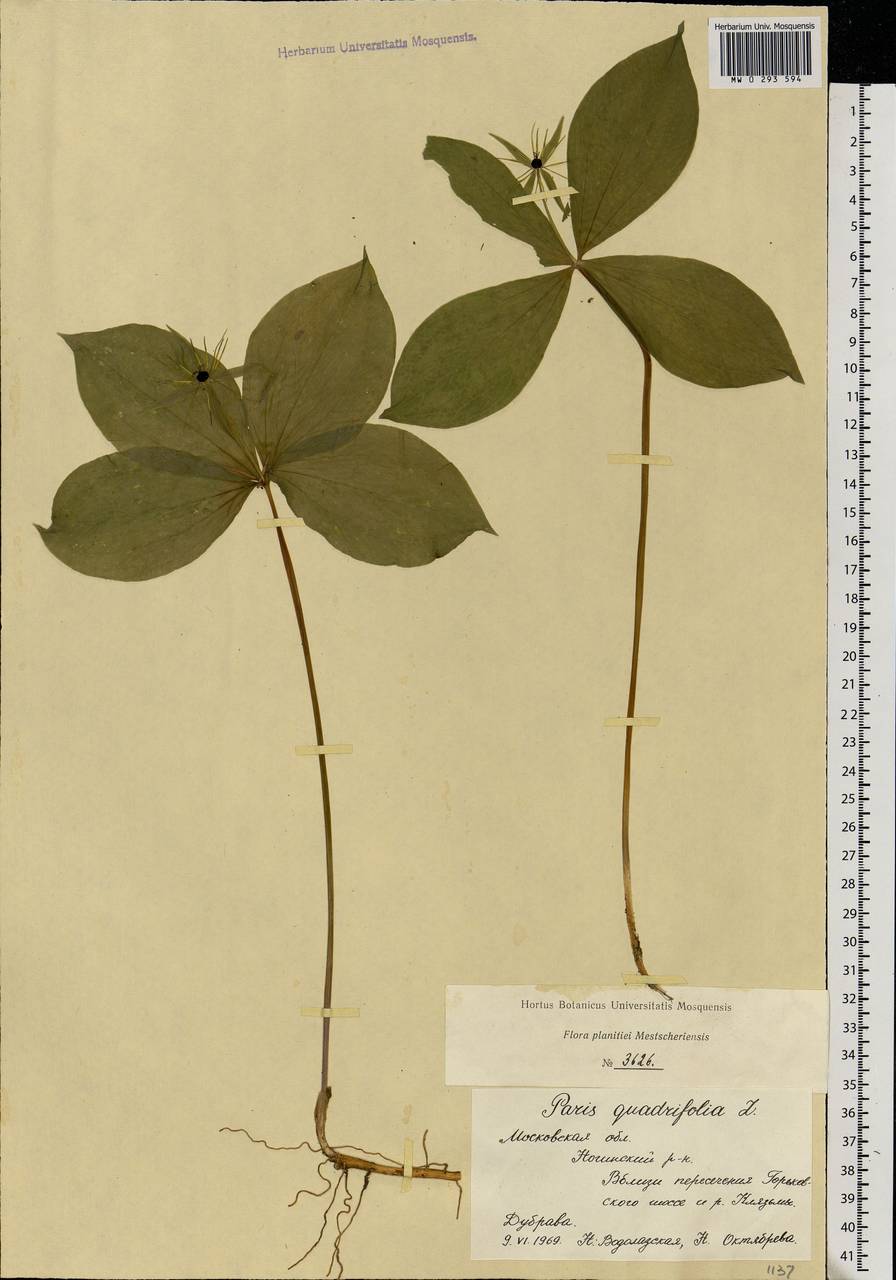 Paris quadrifolia L., Eastern Europe, Moscow region (E4a) (Russia)