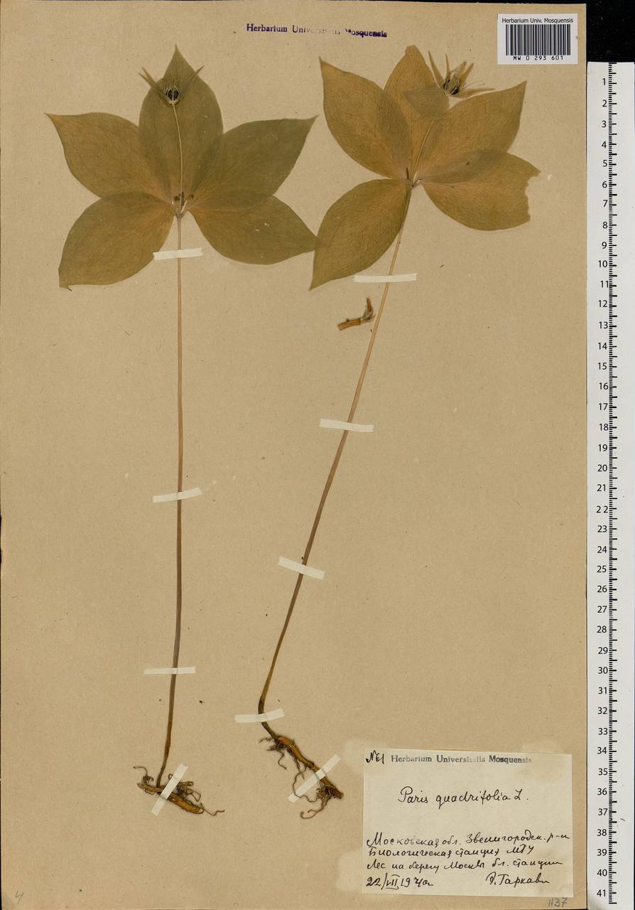 Paris quadrifolia L., Eastern Europe, Moscow region (E4a) (Russia)