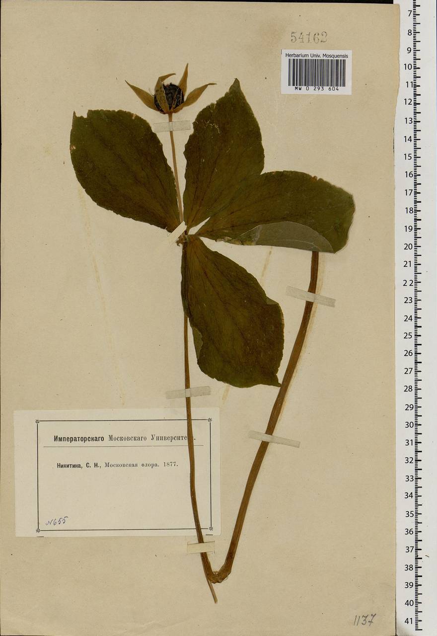 Paris quadrifolia L., Eastern Europe, Moscow region (E4a) (Russia)