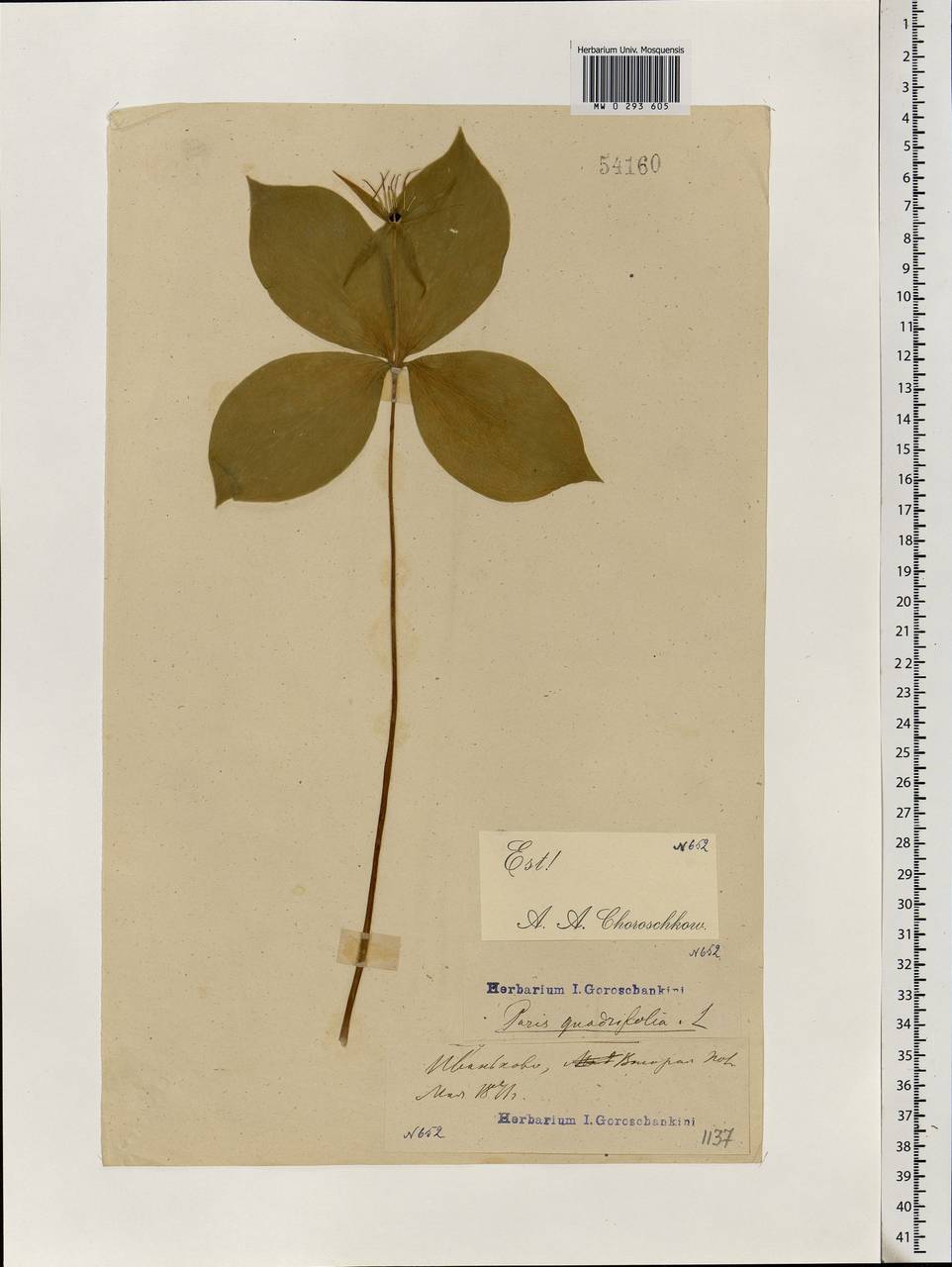 Paris quadrifolia L., Eastern Europe, Moscow region (E4a) (Russia)