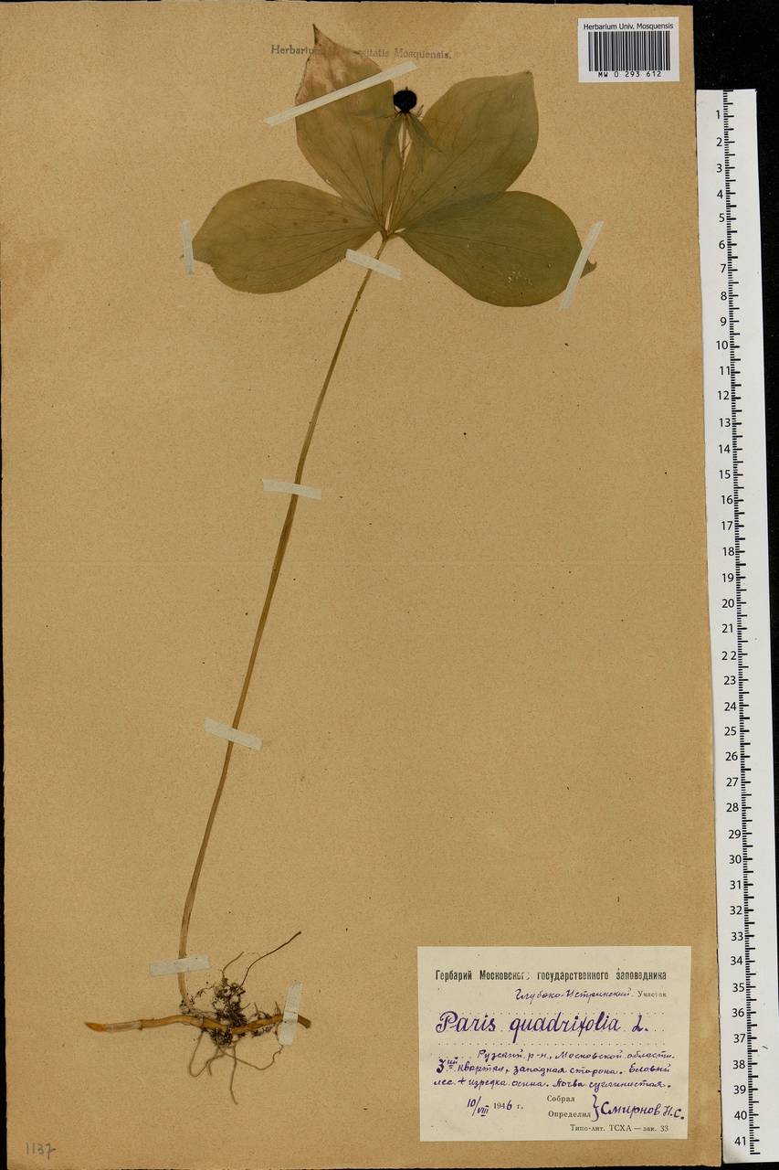 Paris quadrifolia L., Eastern Europe, Moscow region (E4a) (Russia)