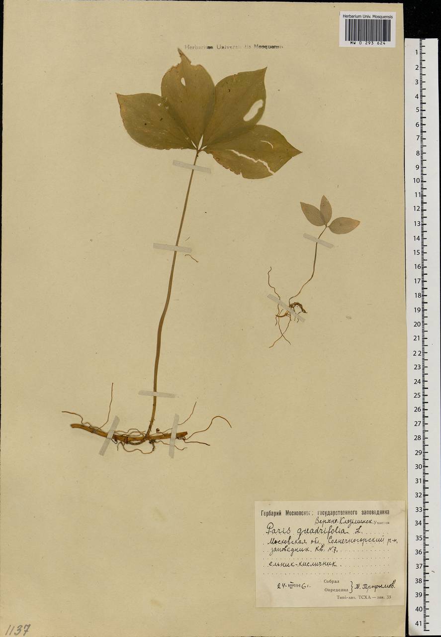Paris quadrifolia L., Eastern Europe, Moscow region (E4a) (Russia)