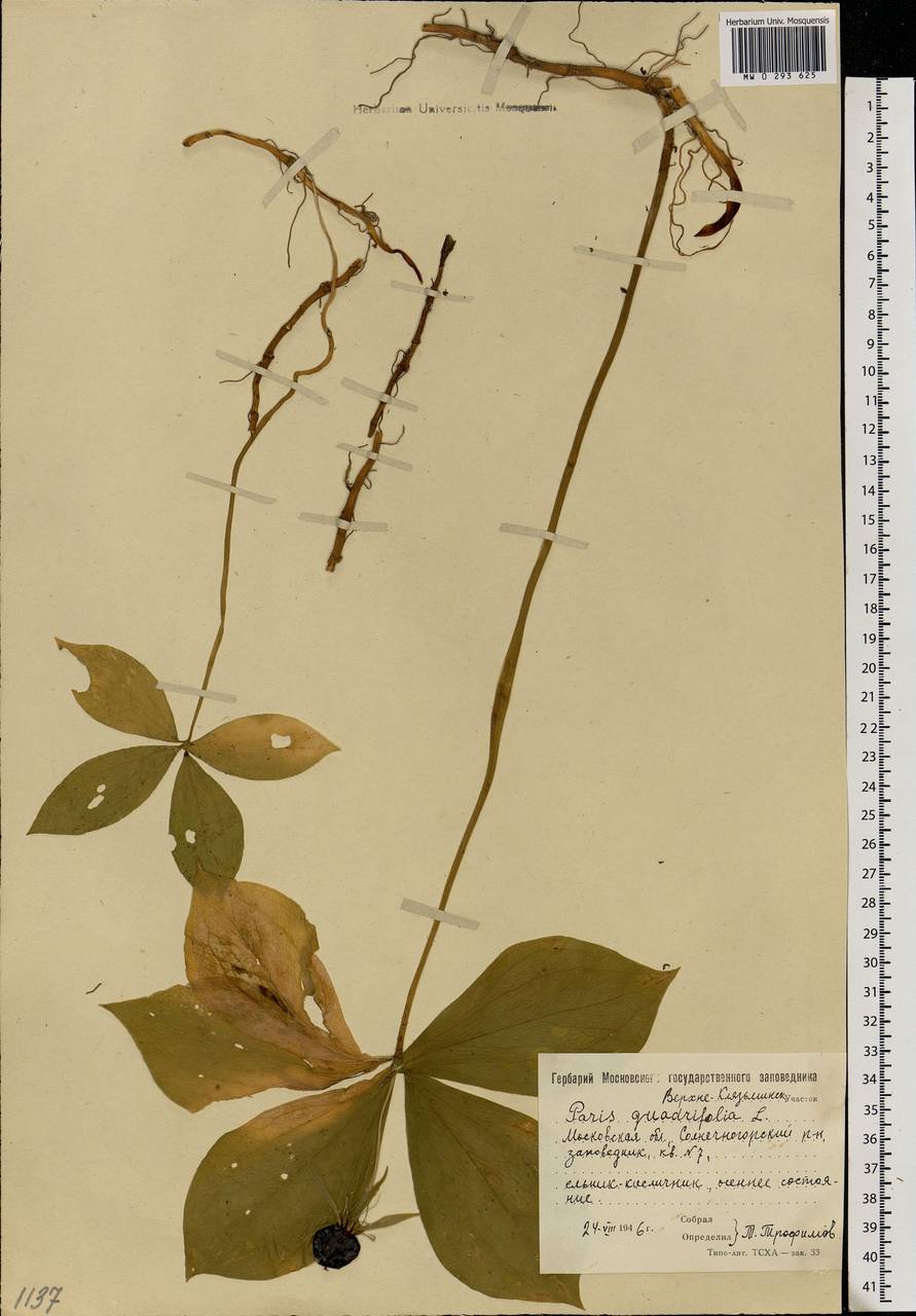 Paris quadrifolia L., Eastern Europe, Moscow region (E4a) (Russia)