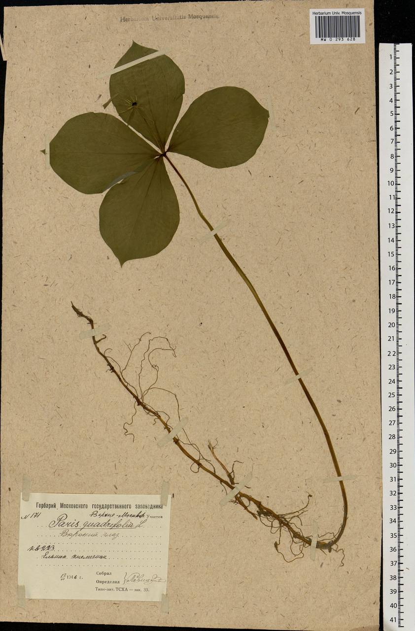 Paris quadrifolia L., Eastern Europe, Moscow region (E4a) (Russia)