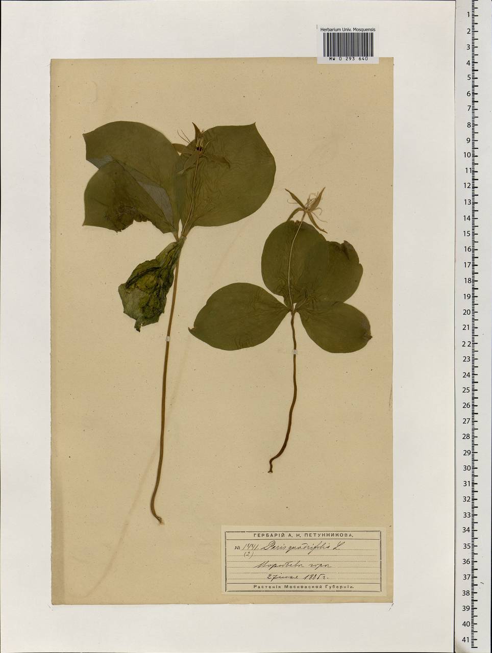 Paris quadrifolia L., Eastern Europe, Moscow region (E4a) (Russia)