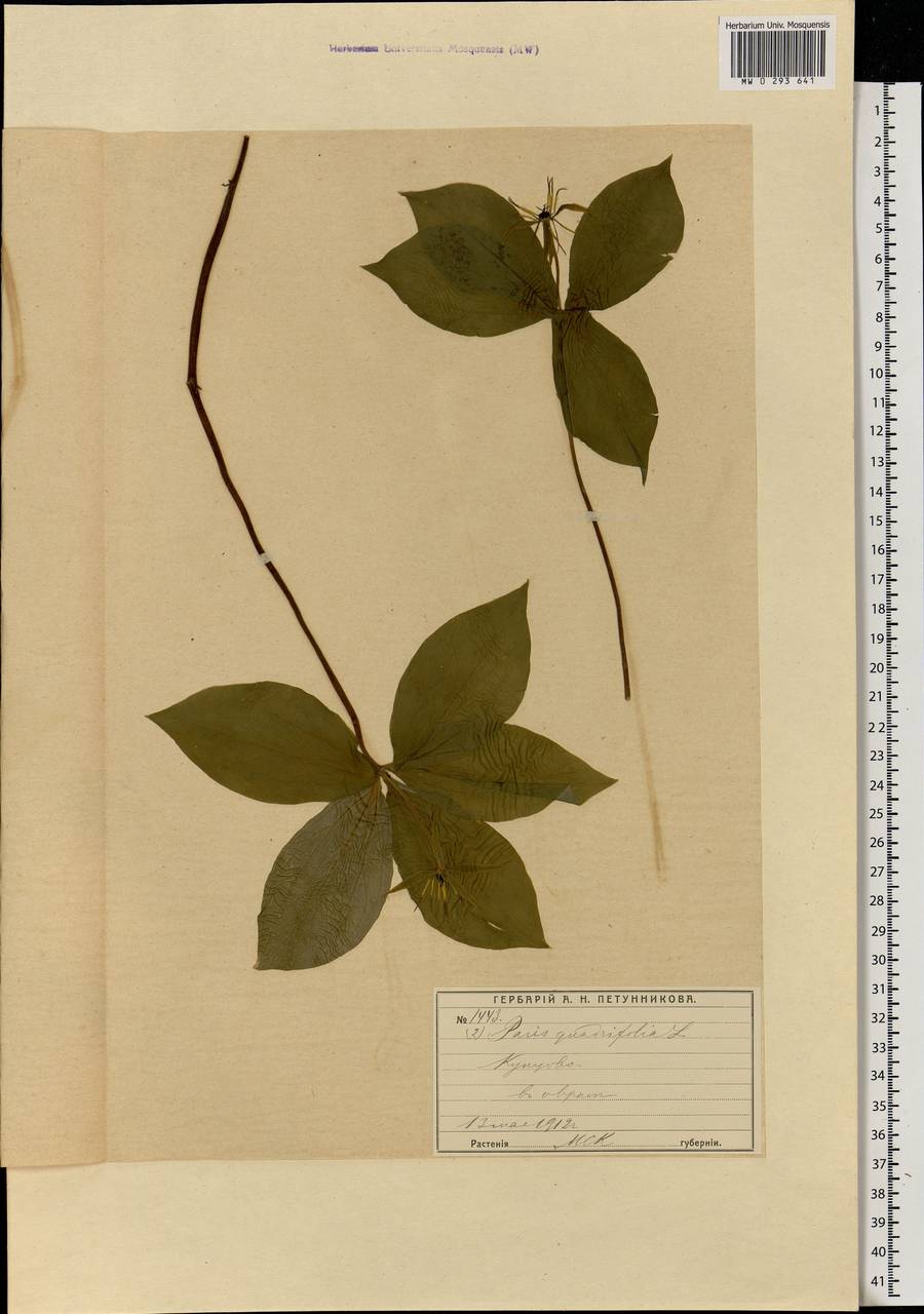 Paris quadrifolia L., Eastern Europe, Moscow region (E4a) (Russia)