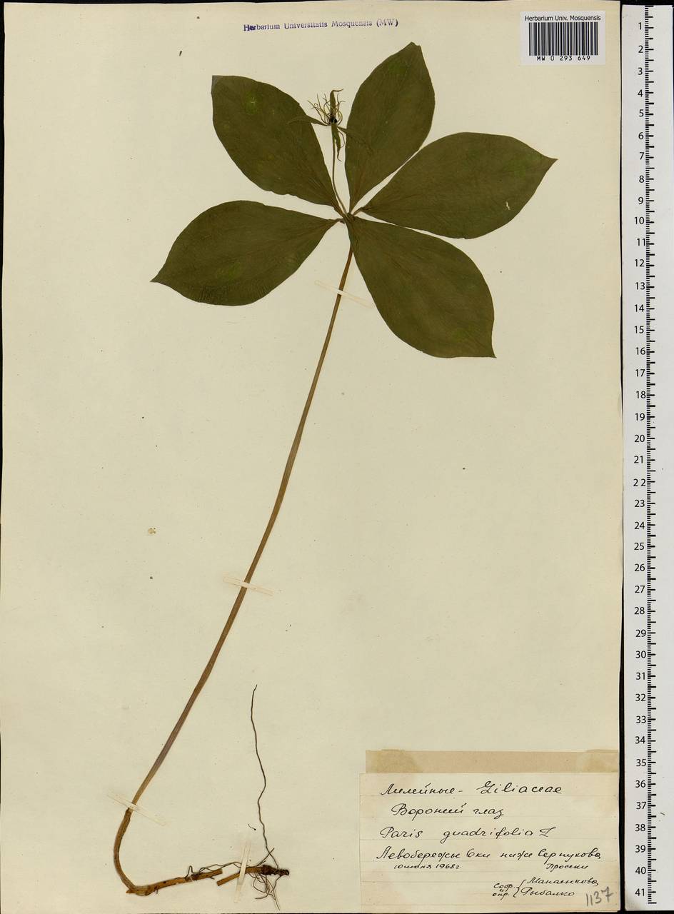 Paris quadrifolia L., Eastern Europe, Moscow region (E4a) (Russia)