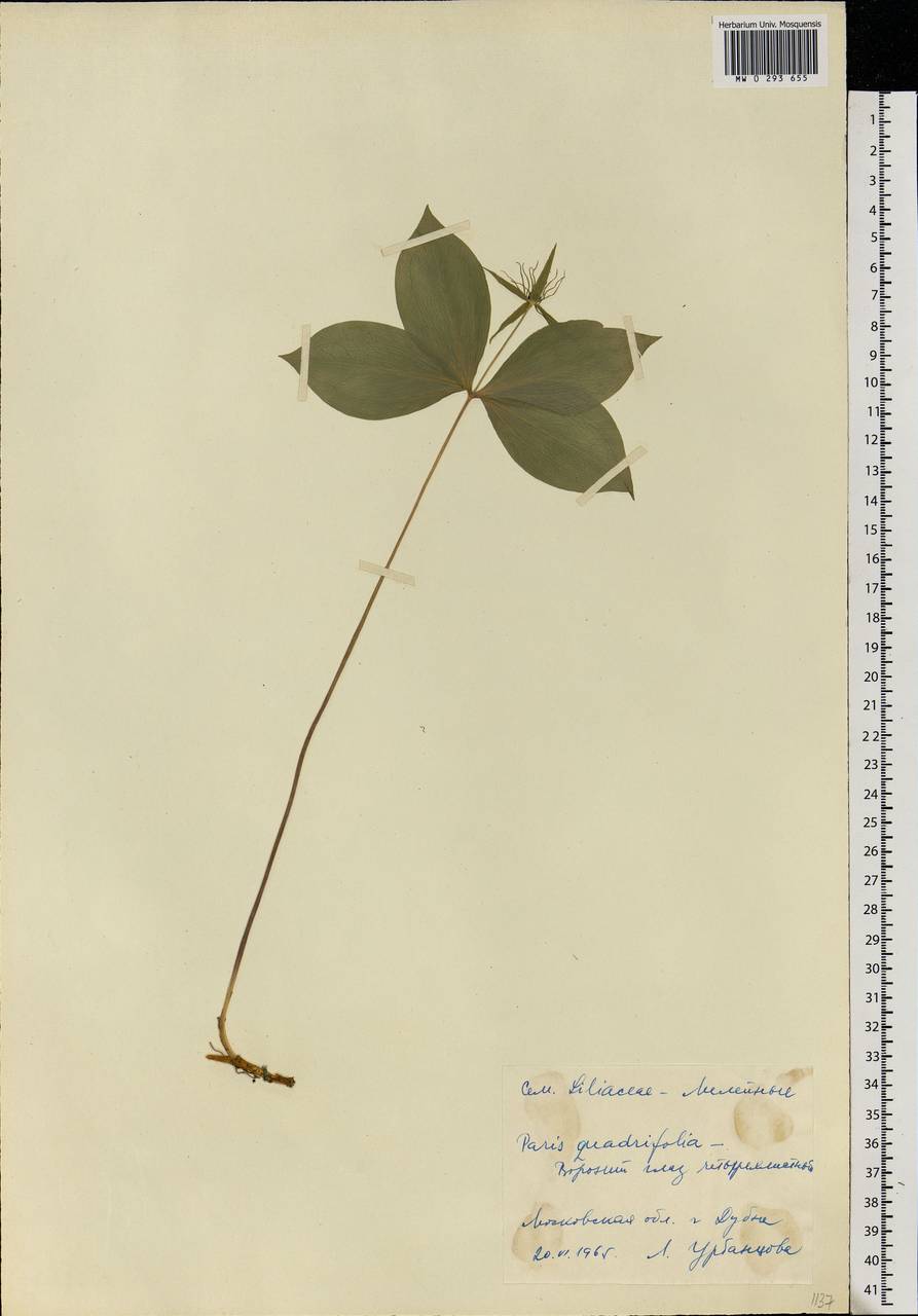 Paris quadrifolia L., Eastern Europe, Moscow region (E4a) (Russia)