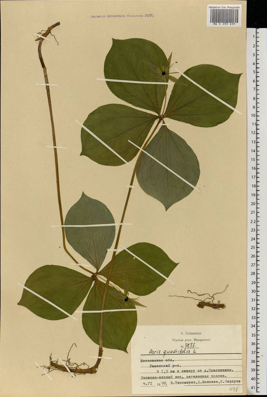 Paris quadrifolia L., Eastern Europe, Moscow region (E4a) (Russia)