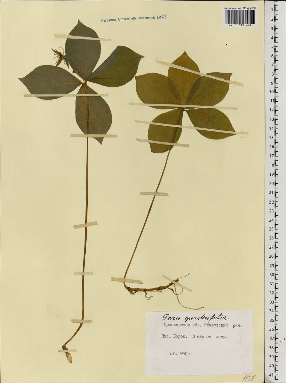 Paris quadrifolia L., Eastern Europe, Central forest region (E5) (Russia)