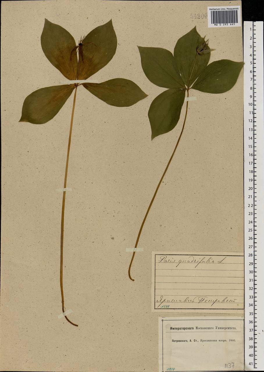 Paris quadrifolia L., Eastern Europe, Central forest region (E5) (Russia)