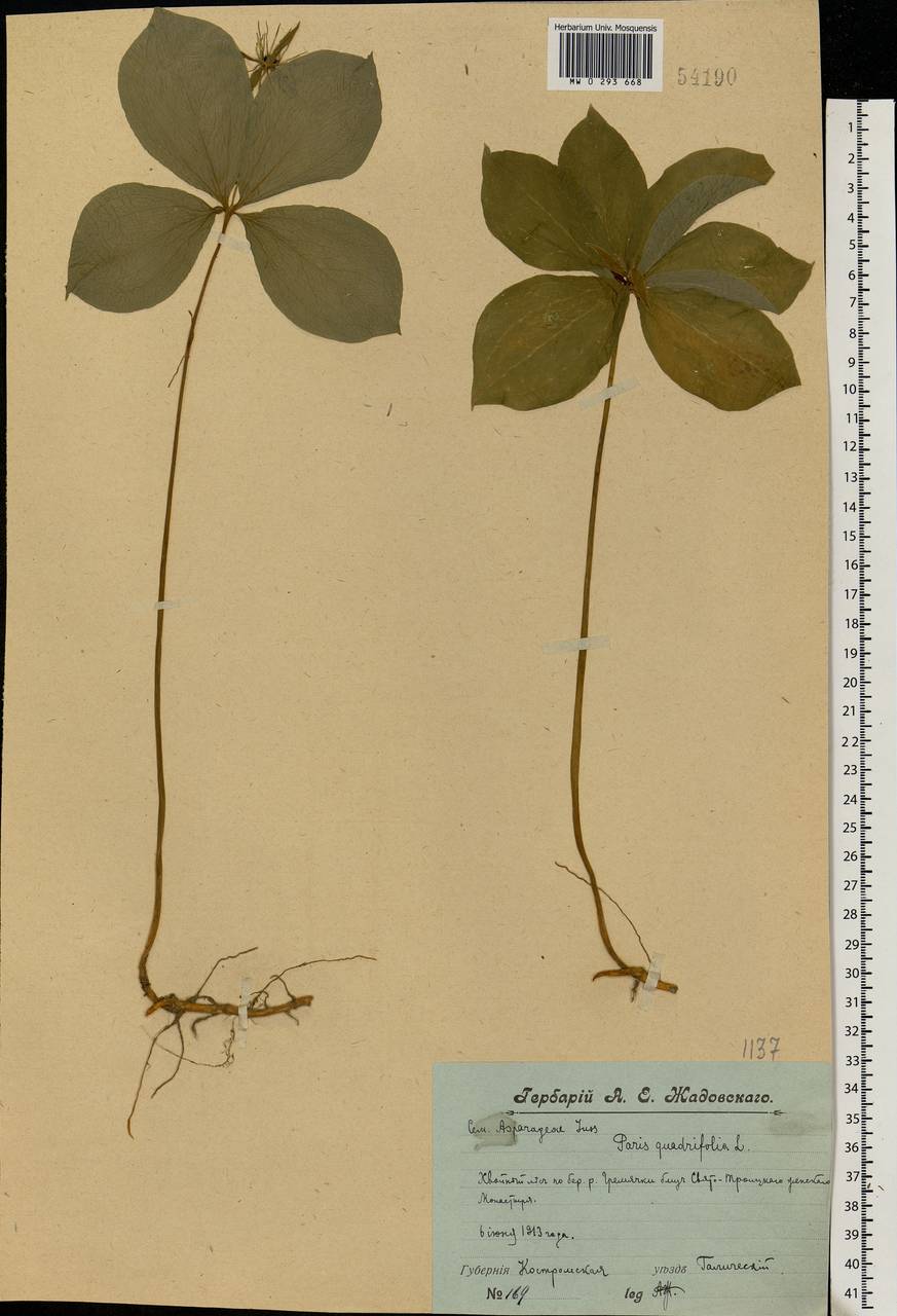 Paris quadrifolia L., Eastern Europe, Central forest region (E5) (Russia)