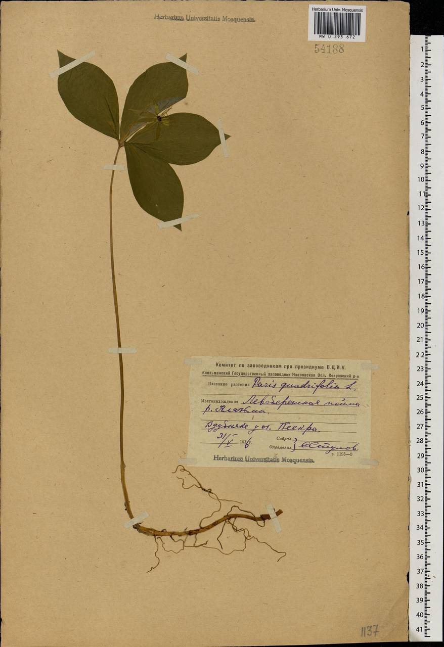 Paris quadrifolia L., Eastern Europe, Central forest region (E5) (Russia)