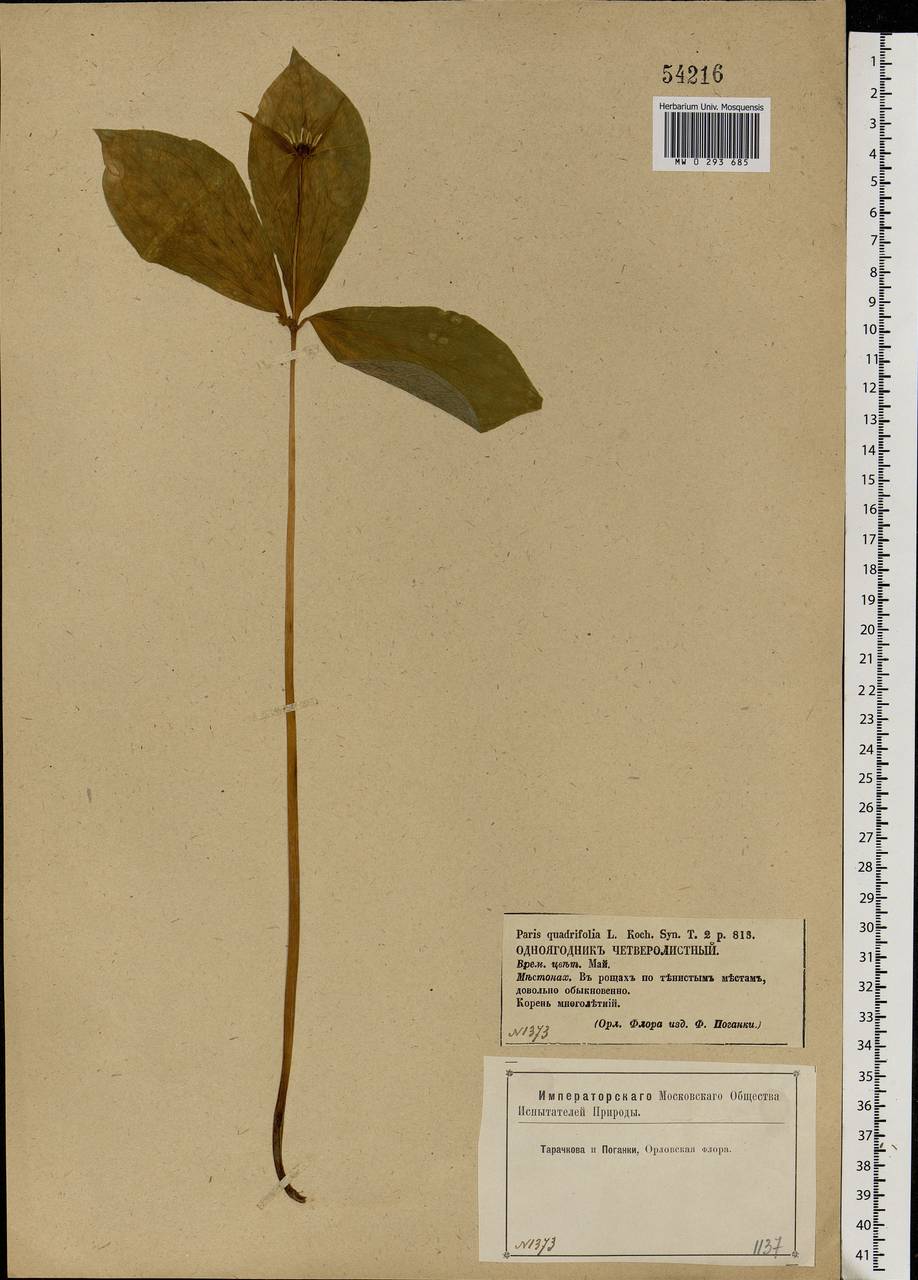 Paris quadrifolia L., Eastern Europe, Central forest-and-steppe region (E6) (Russia)