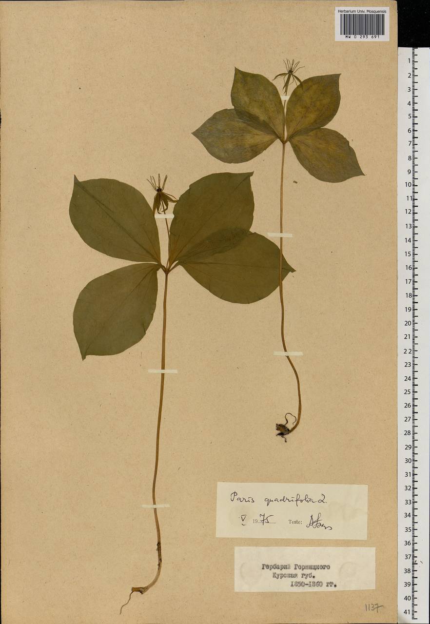 Paris quadrifolia L., Eastern Europe, Central forest-and-steppe region (E6) (Russia)