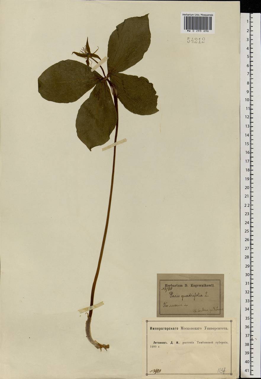 Paris quadrifolia L., Eastern Europe, Central forest-and-steppe region (E6) (Russia)